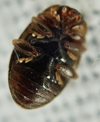 Round-keeled Rhyzobius