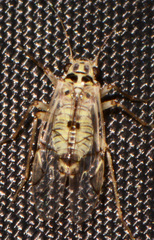 Metylophorus purus