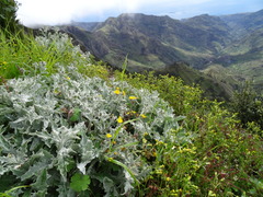 Andryala pinnatifida