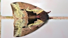 Dirphiopsis multicolor