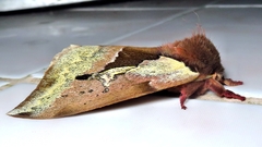 Dirphiopsis multicolor