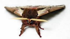 Dirphiopsis multicolor