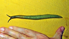 Vaginulus taunaisii