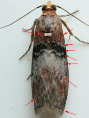 Sciota vetustella