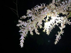 Helmholtzia glaberrima