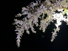 Helmholtzia glaberrima