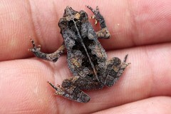 Rhinella margaritifera