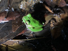 Ranoidea pearsoniana