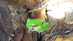 Ranoidea pearsoniana