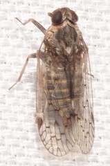 Melanoliarus placitus