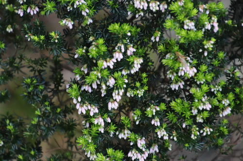 Image of Erica caterviflora by (c) Tony Rebelo, some rights reserved (CC BY-SA)