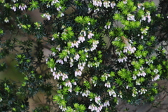 Erica caterviflora