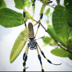 Trichonephila clavipes