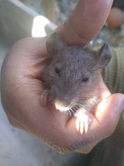 Muroidea