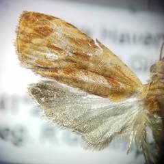 Olethreutes nitidana