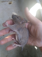 Muroidea