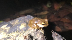 Ranoidea pearsoniana