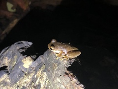 Ranoidea pearsoniana