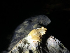 Ranoidea pearsoniana