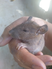 Muroidea