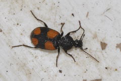 Panagaeus bipustulatus