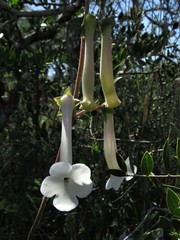 Sinningia tubiflora