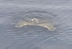 Apalone spinifera guadalupensis