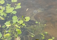 Apalone spinifera guadalupensis