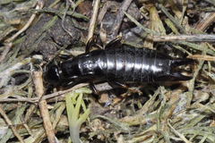 Euborellia moesta