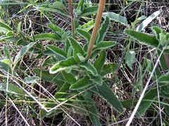 Sinningia tubiflora