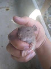 Muroidea
