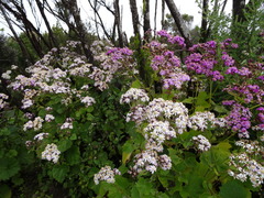 Pericallis steetzii