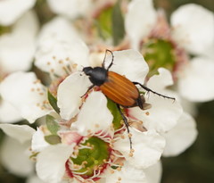 Phyllotocus rufipennis