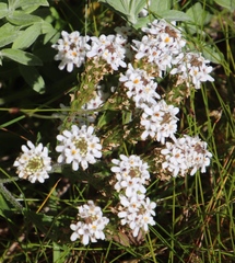 Pseudoselago peninsulae