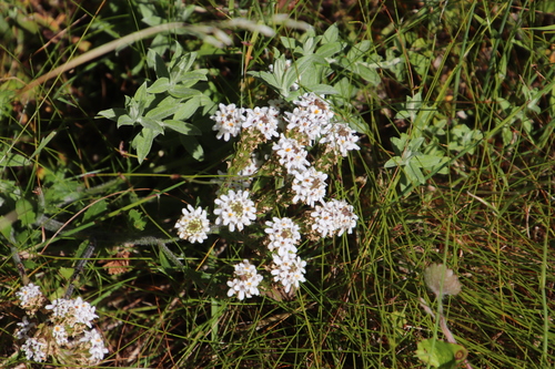 Image of Peninsula Puffbush (Pseudoselago peninsulae) by (c) Tony Rebelo, some rights reserved (CC BY-SA)