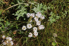 Pseudoselago peninsulae