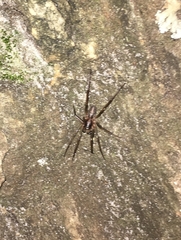 Xeropigo