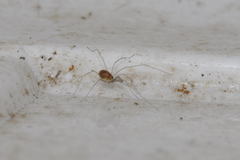 Mitostoma chrysomelas