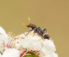 Scrobiger splendidus