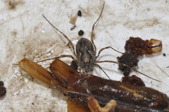 Platybunus pinetorum