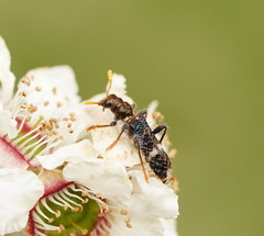 Scrobiger splendidus