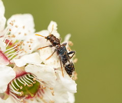 Scrobiger splendidus