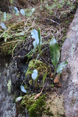 Elaphoglossum conforme