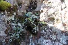 Elaphoglossum conforme