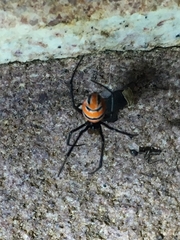 Latrodectus curacaviensis