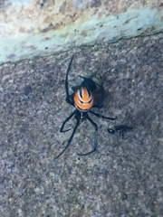 Latrodectus curacaviensis