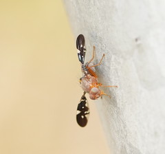 Acanthonevroides basalis