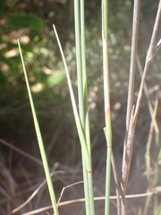 Ehrharta villosa maxima