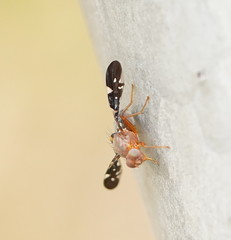 Acanthonevroides basalis