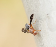 Acanthonevroides basalis